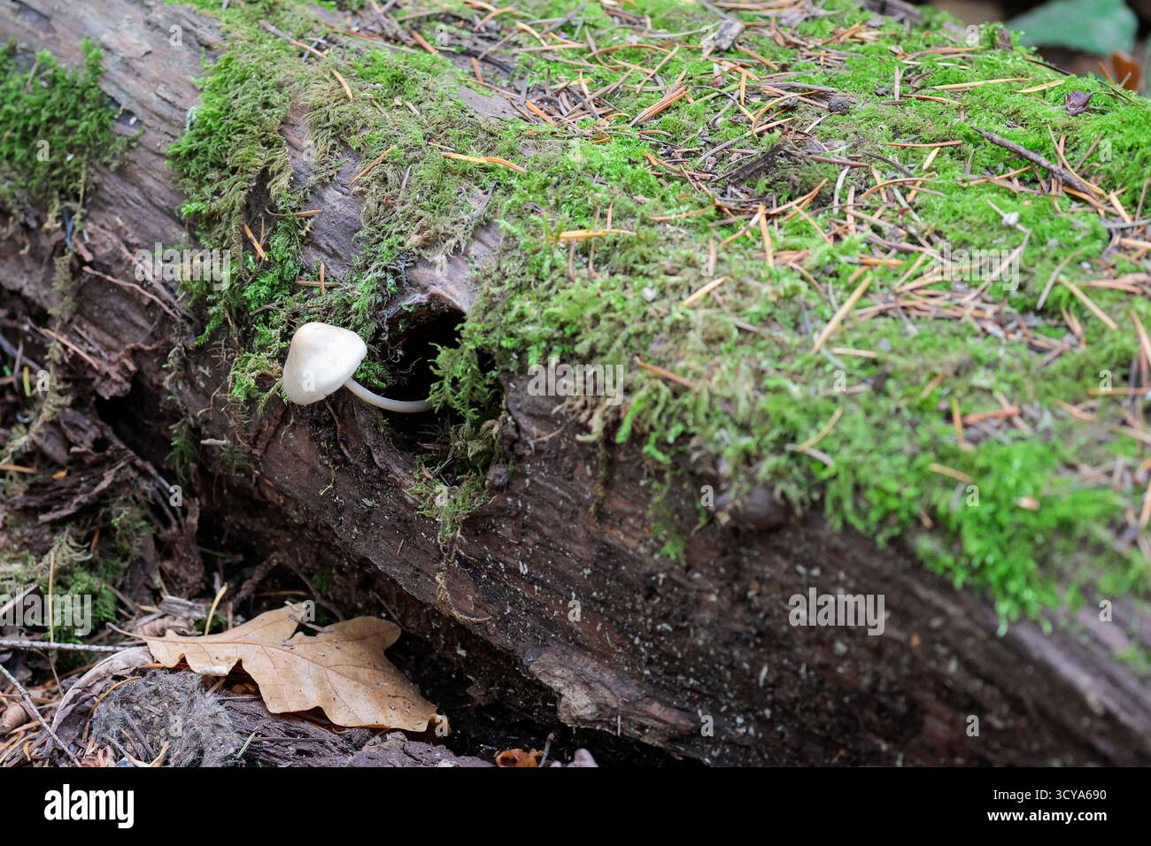 Pilze weiße oder graue Krötenhocker leicht gerippte Kuppelkappe und langer, schlanker, gebogener Stiel, der aus einem Loch in einem gefällten Baumstamm mit Moos wächst Stockfoto