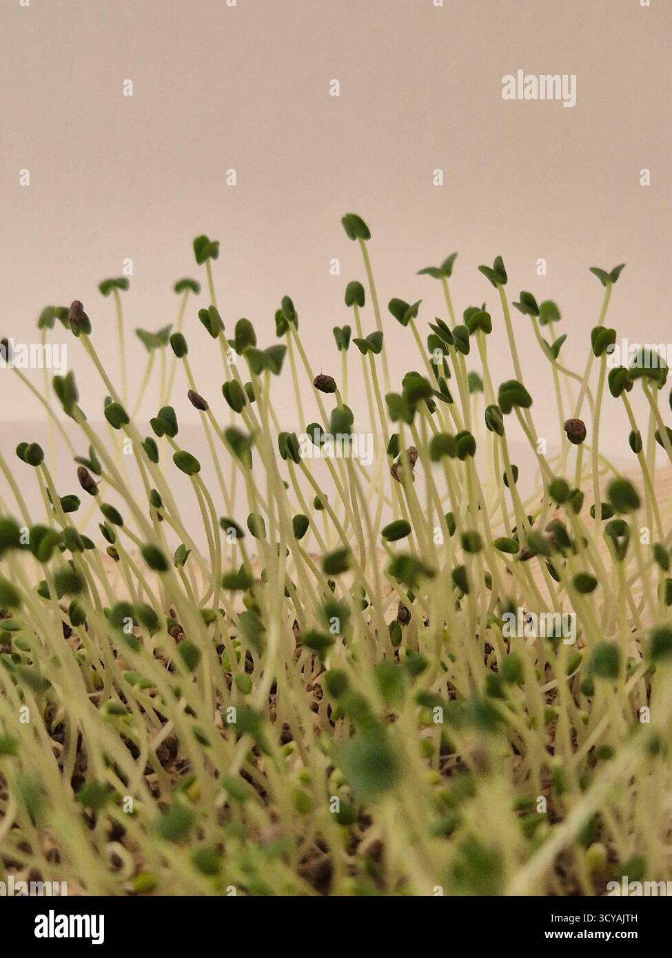 Gekeimte Chiasamen. Gekeimtes Grün. Microgreens - Smartphone-aufgenommenes Stockfoto