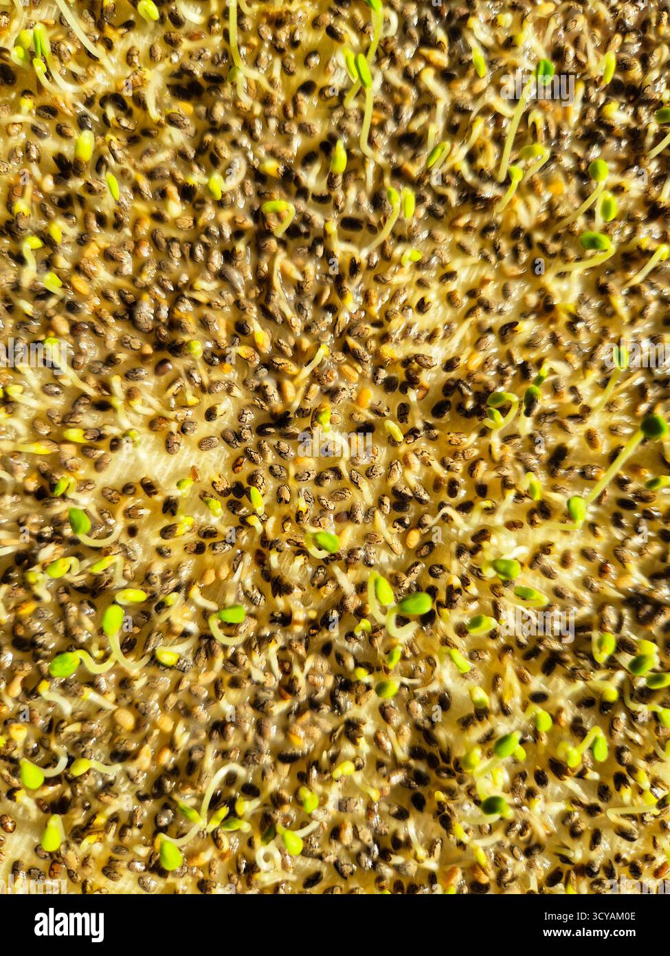 Gekeimte Chiasamen. Gesunde Ernährung - Smartphone-aufgenommenes Stockfoto