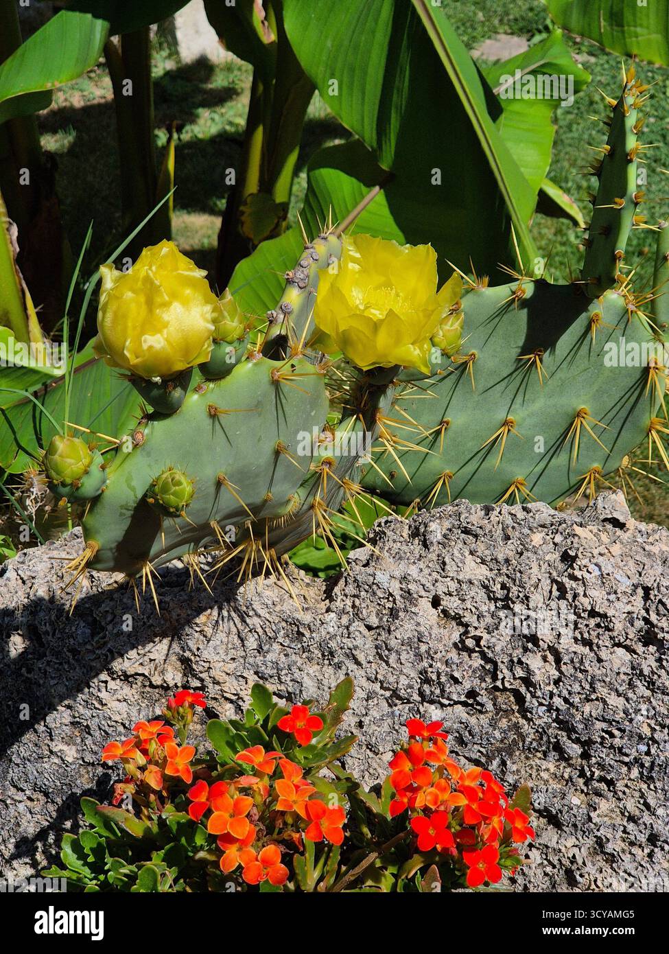 Kaktusblüte. Gelbe Blüten eines großen Kaktus. sukkulenten auf einem Stein Stockfoto