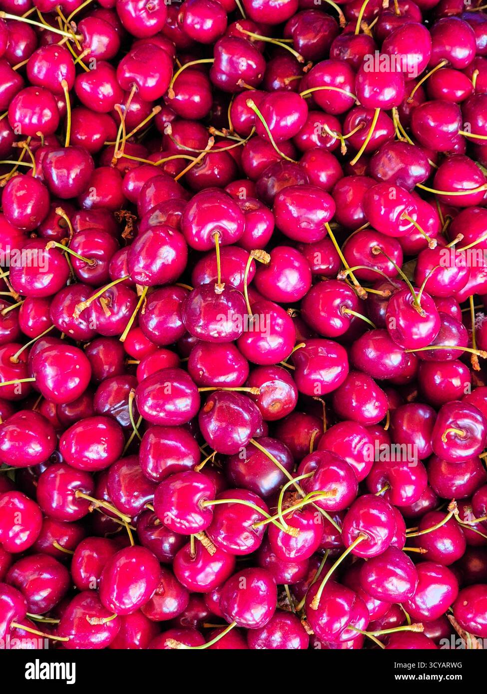 Schließen Sie rote Kirschen. Obst der Saison. Natürliche Vitamine und Mineralstoffe - Smartphone-aufgenommenes Stockfoto