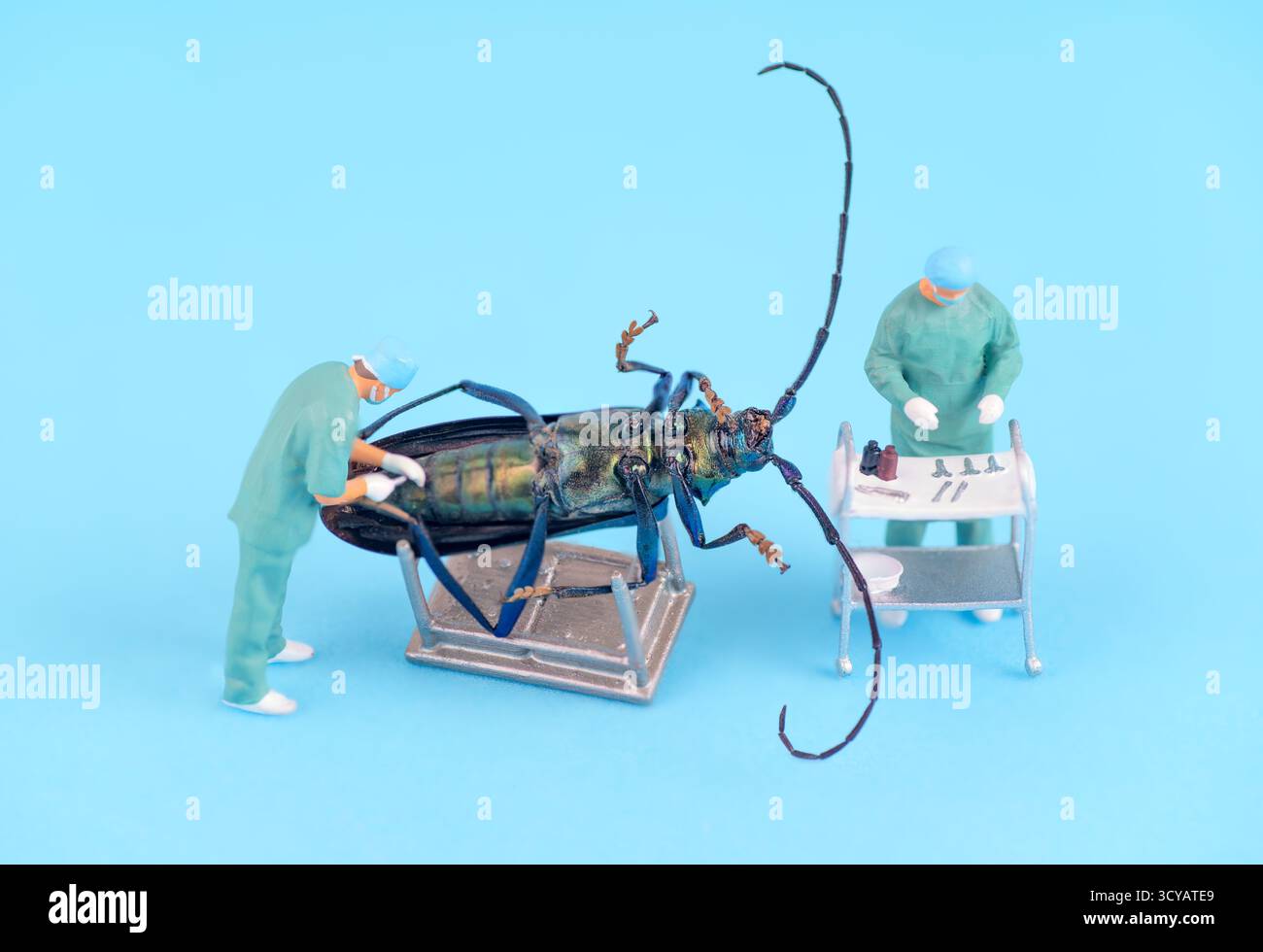 Nahaufnahme von zwei Chirurgen in Peelings, die eine Dissektion an einem massiven Käfer unter hellem Licht durchführen, mit chirurgischen Werkzeugen und Geräten Stockfoto