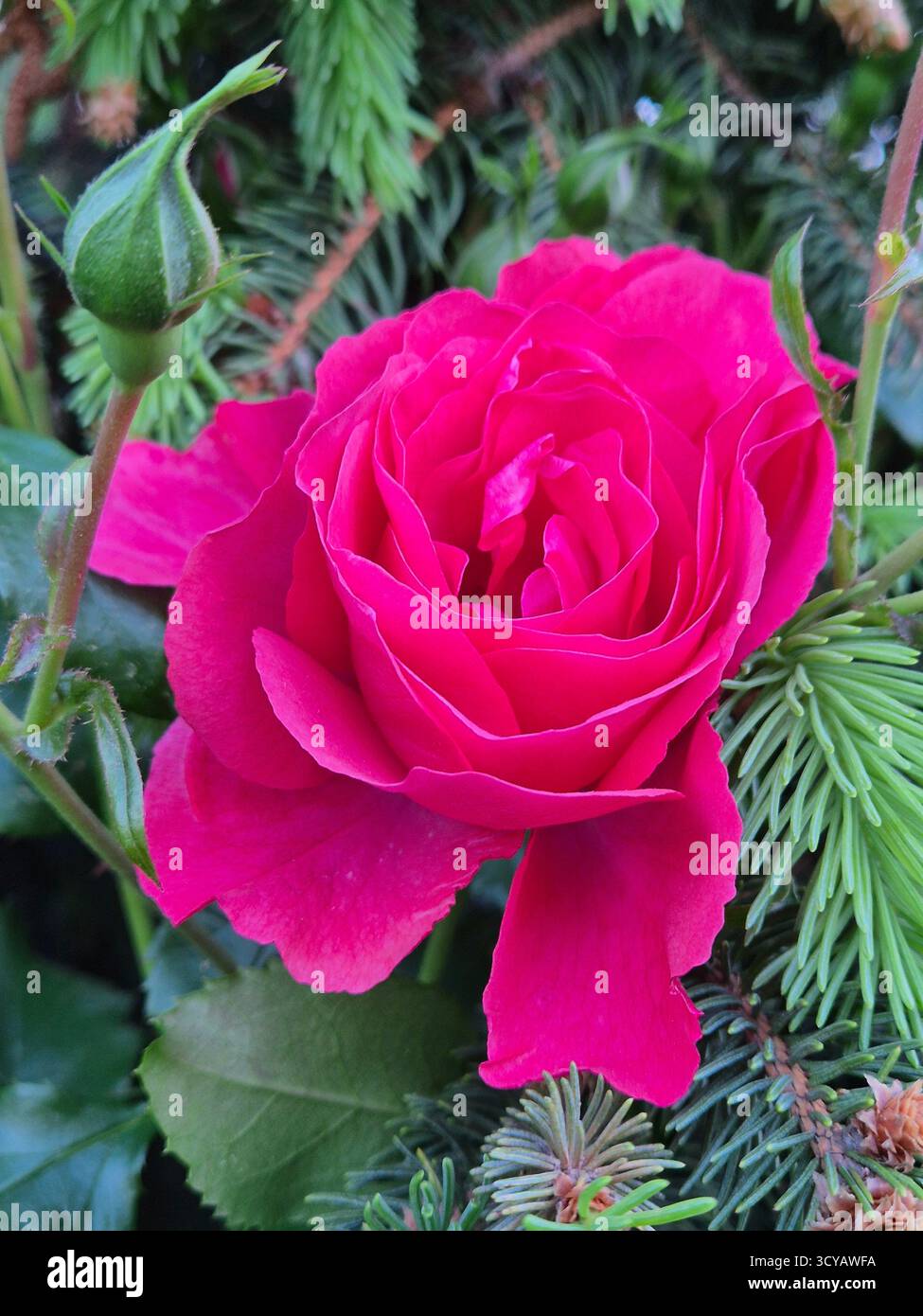 Eine leuchtend rosa Rose in all ihrer Pracht vor einem Hintergrund von Fichtenzweigen, eine Nahaufnahme, in der jedes zarte Blütenblatt sichtbar ist - Smartphone-aufgenommenes Stockfoto