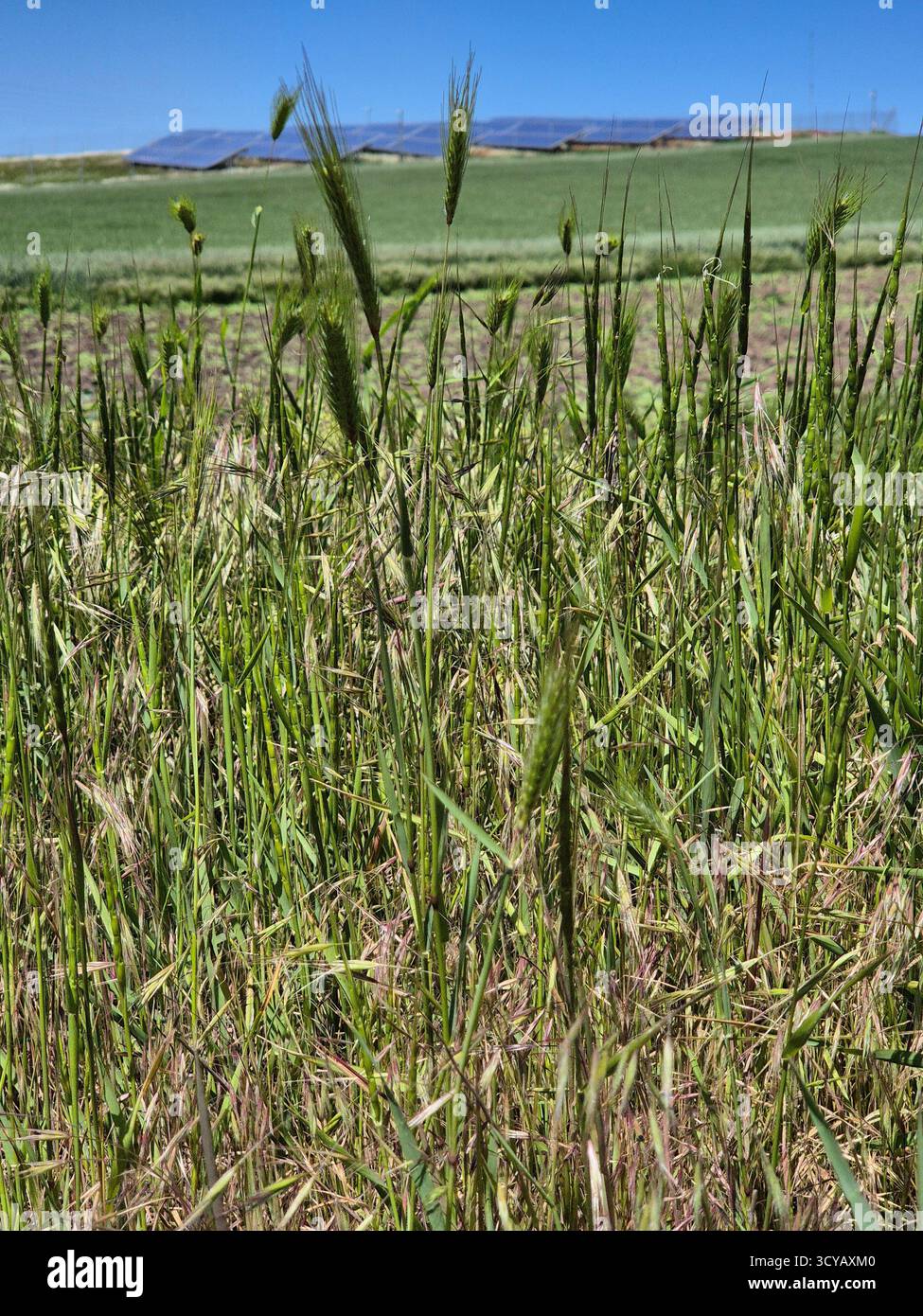 Sommerfrische. Grüne Spikelets unter tiefblauem Himmel symbolisieren die Überschwänglichkeit der Natur und der ländlichen Welt. - Smartphone-aufgenommenes Stockfoto