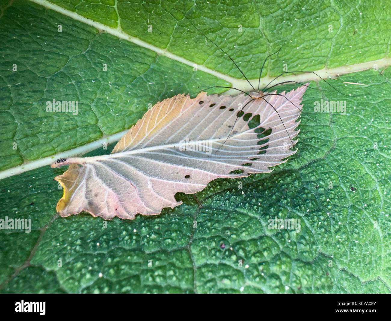 Makroaufnahme einer langbeinigen Erntemannspinne, die auf einem zarten skelettierten Blatt auf einem größeren grünen Blatt ruht Stockfoto