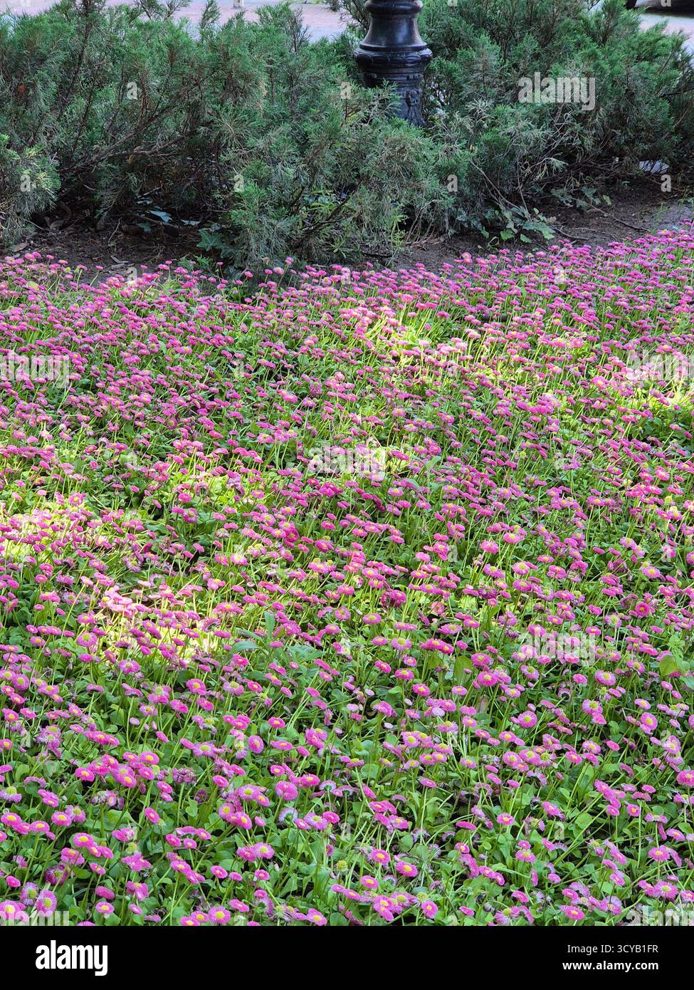 Dekorative Blumen. Blumenbeet mit bunten Blumen - Smartphone-aufgenommenes Stockfoto