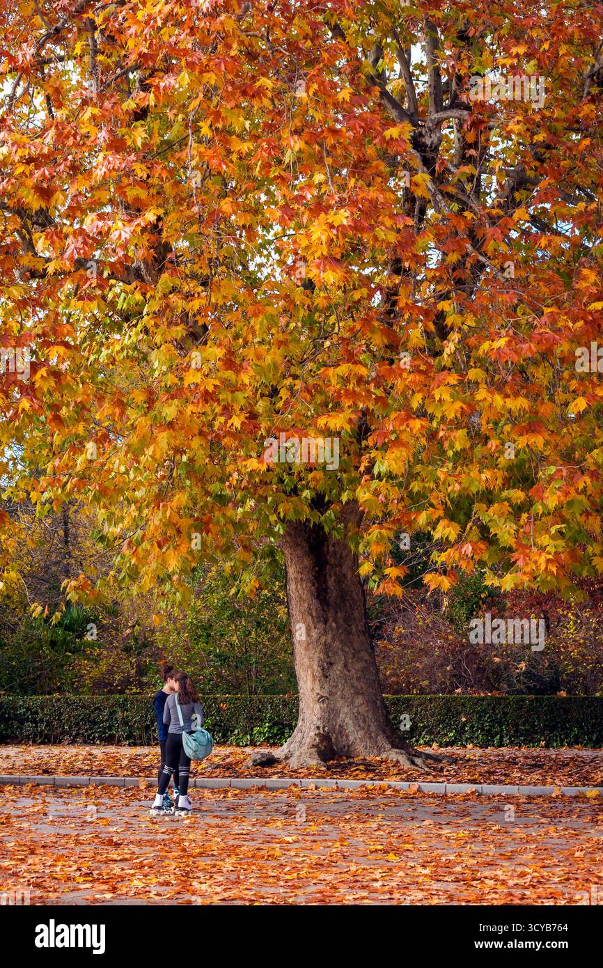 Otoño en el Parque de El Retiro. Madrid. España Stockfoto