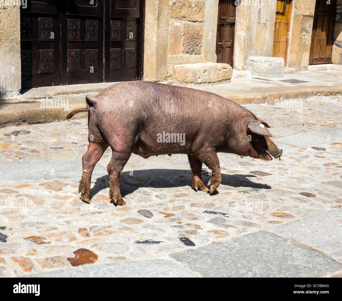 Marrano de San Antón. La Alberca. Sierra de Francia. Salamanca. Castilla León. España. Stockfoto