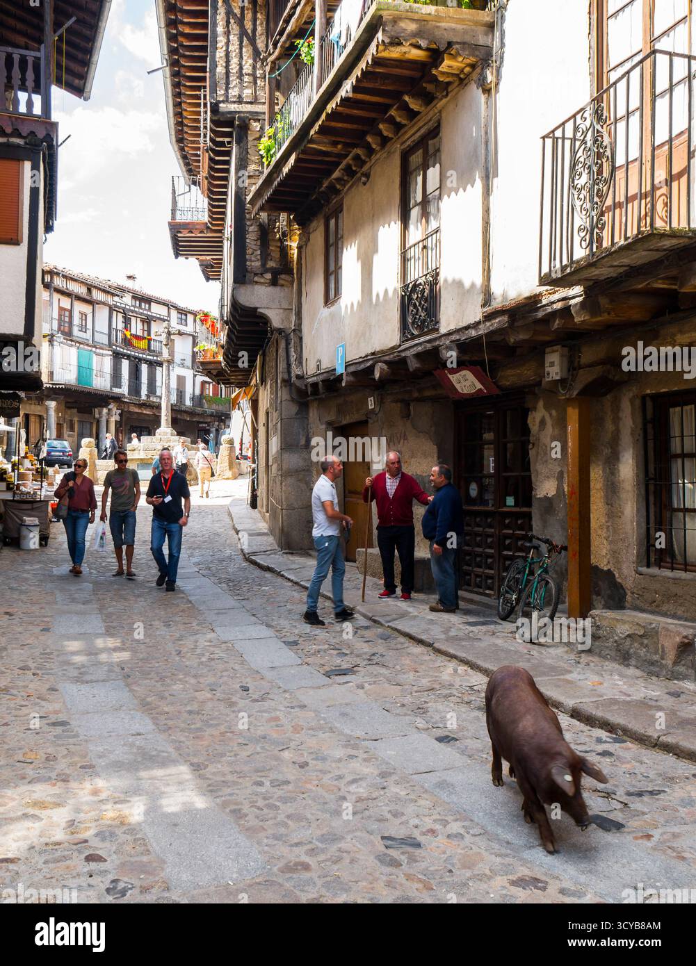 Marrano de San Antón. La Alberca. Sierra de Francia. Salamanca. Castilla León. España. Stockfoto