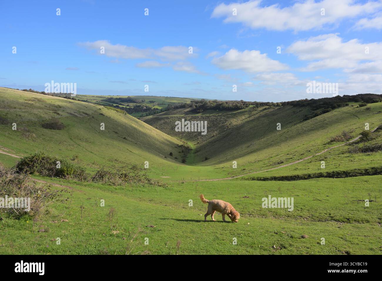 Goldenes Labradoodle im Vordergrund am Devil’s Dyke, nahe Brighton in West Sussex, England. Stockfoto