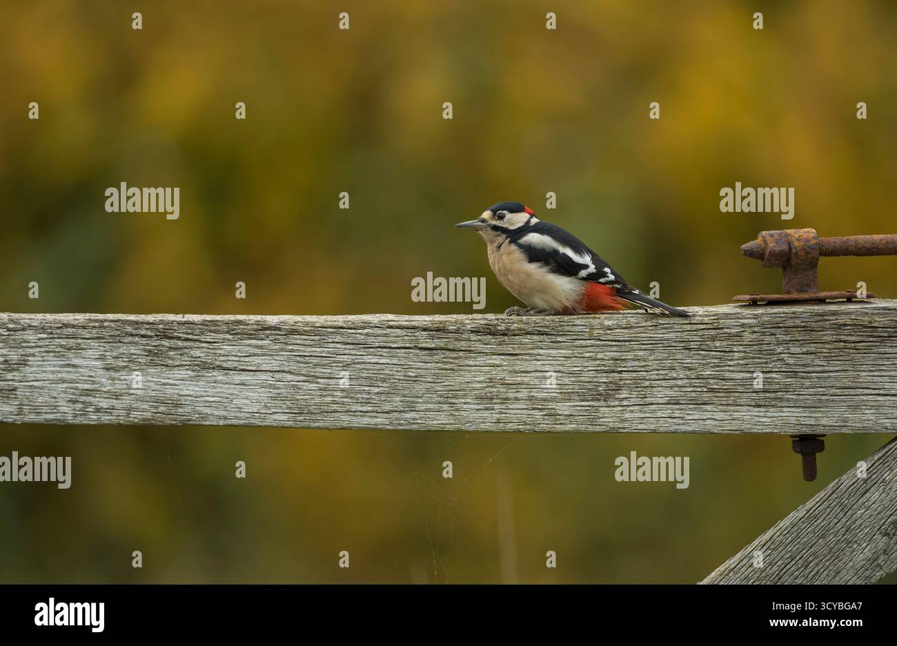 Großer gefleckter Spechte, Dendrocopos Major, am alten Tor des Bauernhofs mit Herbstfarben im Hintergrund Stockfoto