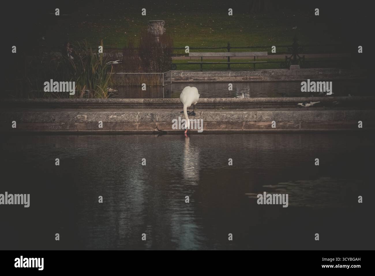 Schwan trinkt aus einem Teich in einem ruhigen Stadtpark. Stockfoto