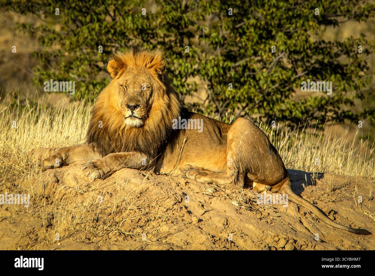 Ein männlicher Löwe mit einer großen, goldenen Mähne, entspannt auf einer Sandbank in der frühen Morgensonne. Stockfoto