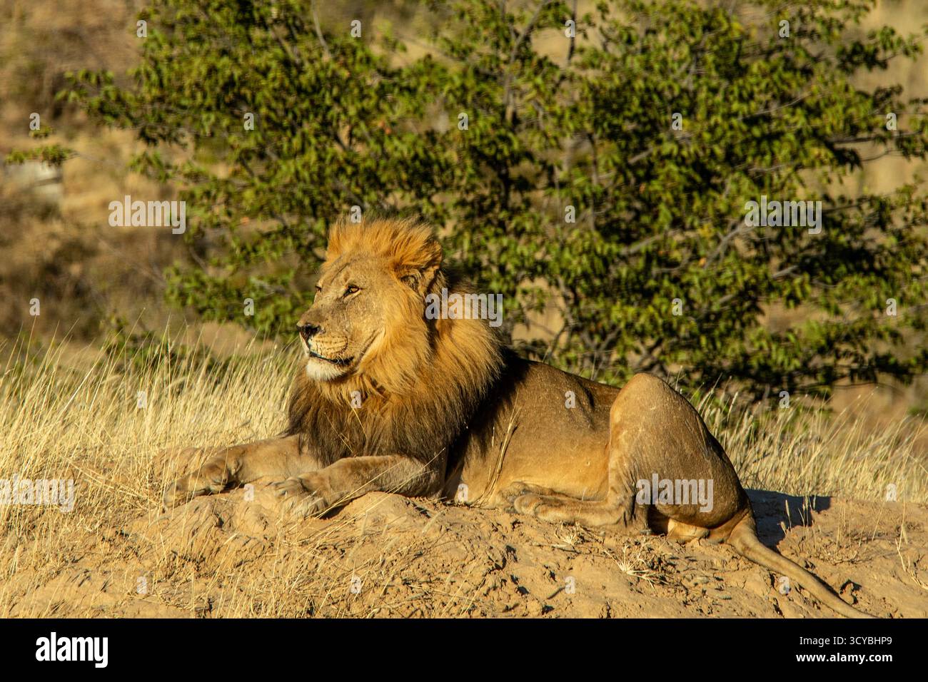 Ein männlicher Löwe mit einer großen, goldenen Mähne, entspannt auf einer Sandbank in der frühen Morgensonne. Stockfoto