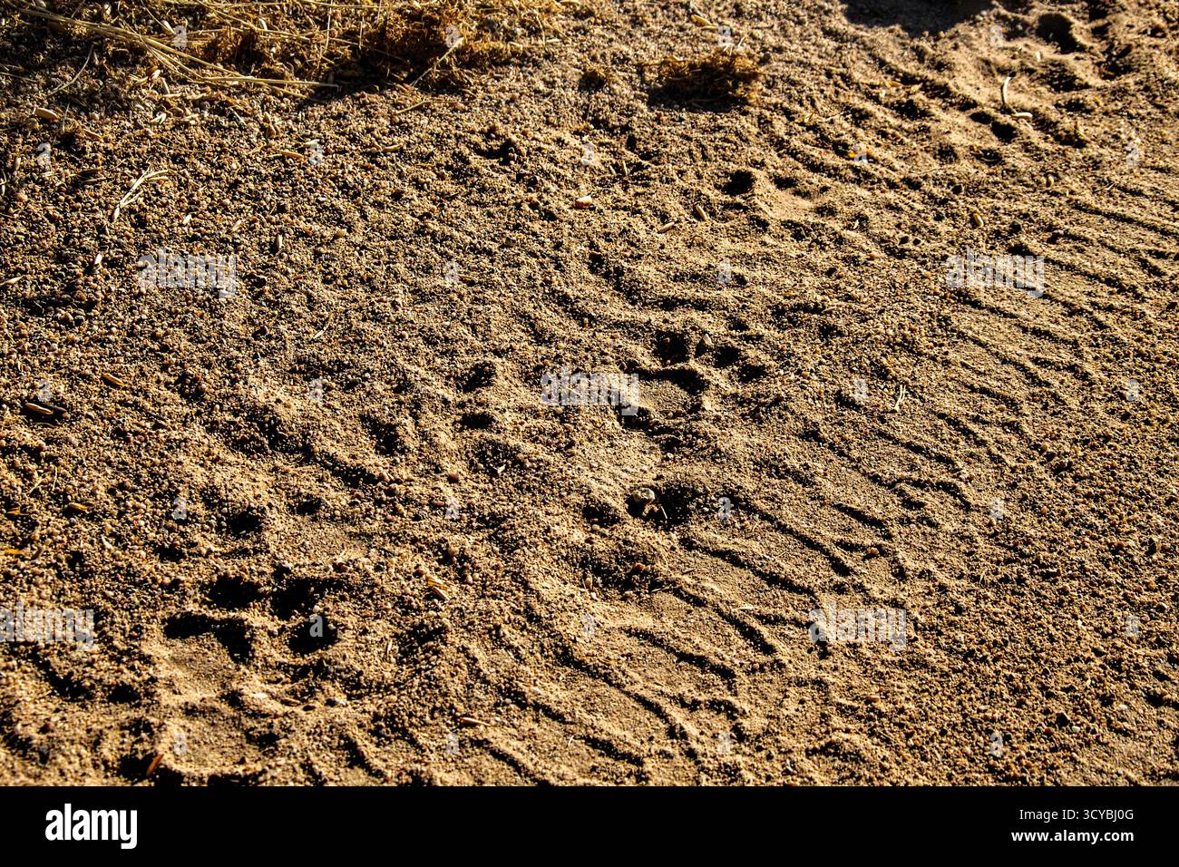 Löwenspuren entlang einer Reifenspur im Sand. Stockfoto