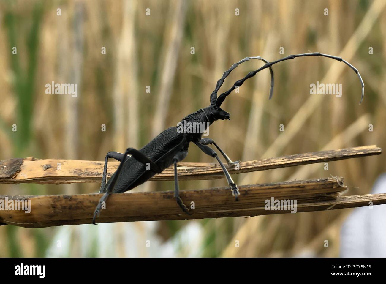 Ein schwarzer Langhornkäfer (Monochamus sp.) Sie ruhen auf einem trockenen Schilf in einem natürlichen Lebensraum aus. Hochwertige Fotos Stockfoto