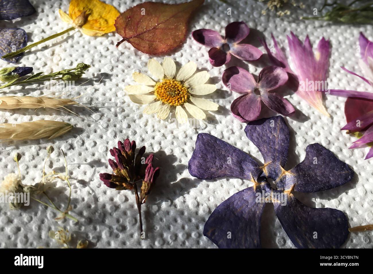 Gepresste trockene Wildblumen auf einer weiß strukturierten Oberfläche angeordnet. Hochwertige Fotos Stockfoto