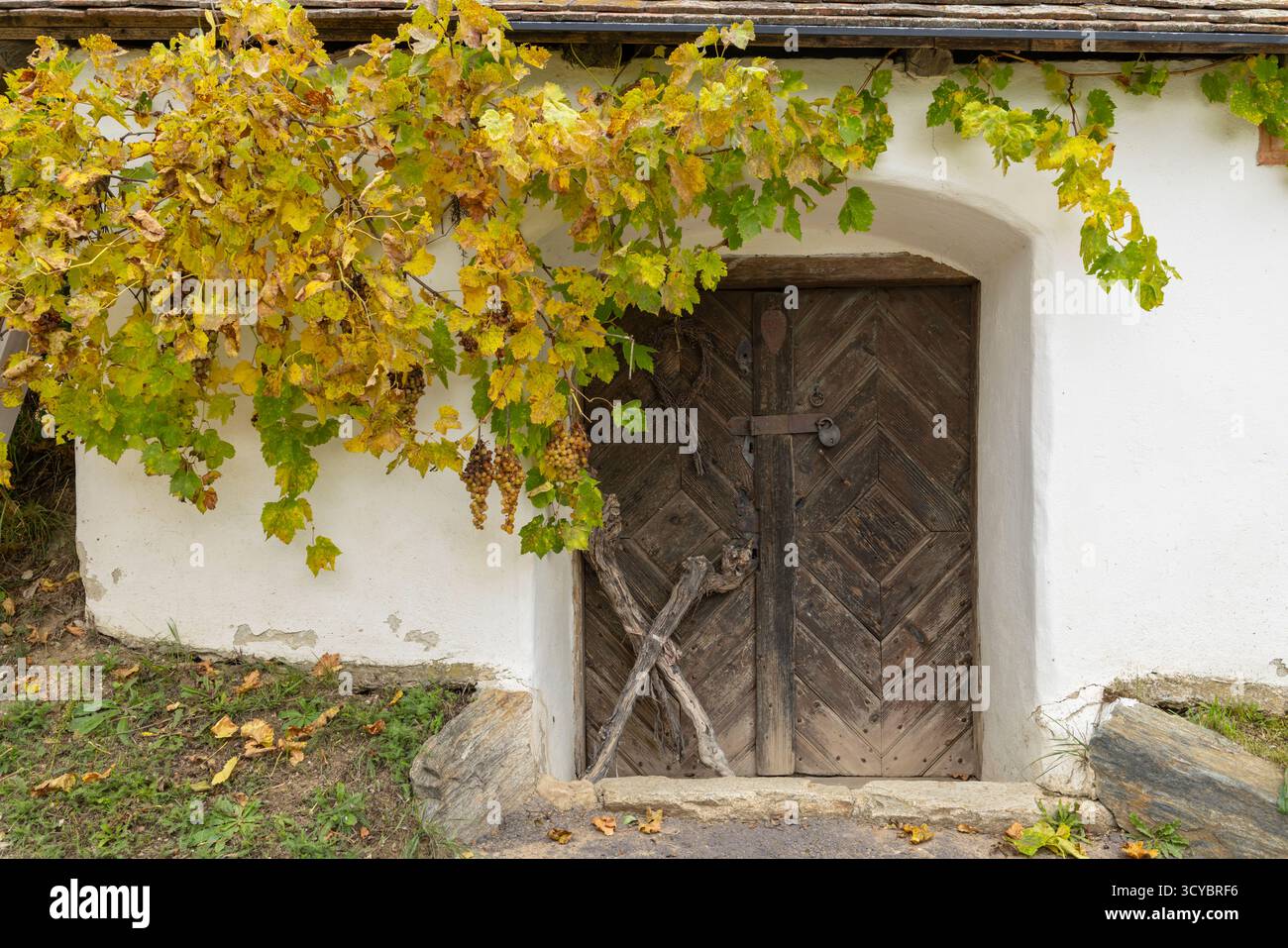 Traditioneller Weinkeller mit alter Holztür und herbstlichen Weinreben Stockfoto