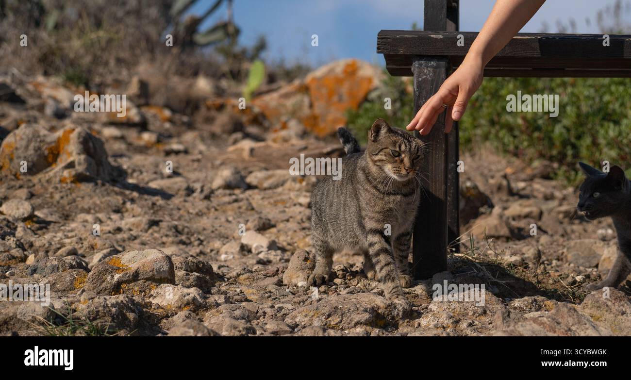 Eine Hand reicht, um eine freundliche Tabbykatze zu streicheln, die auf felsigem Gelände unter warmem Sonnenlicht steht. Stockfoto