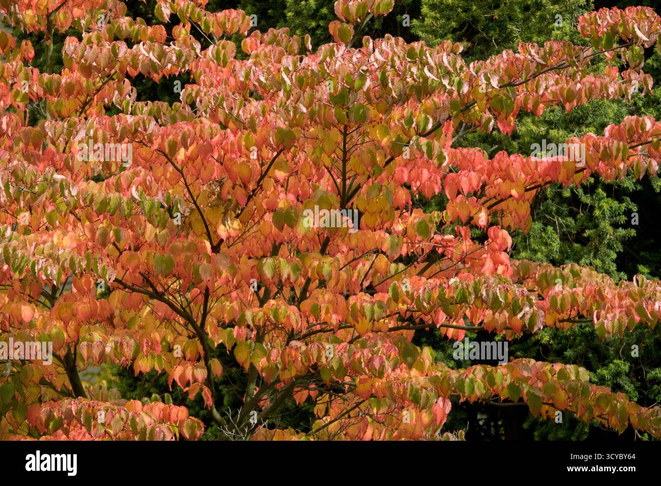 Cornus florida - in Herbstfarbe, Dogwood Stockfoto