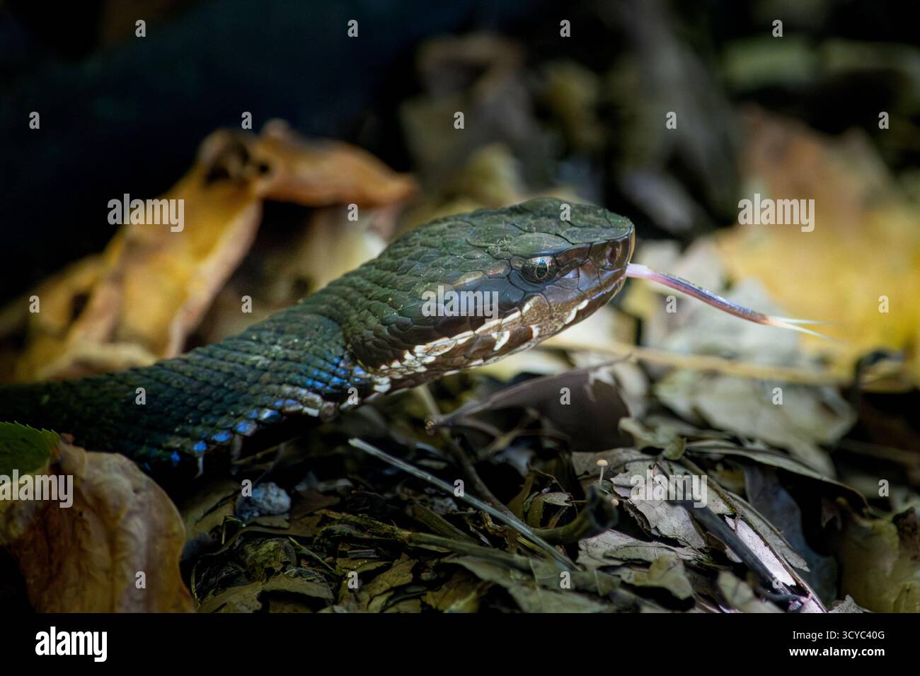 Schlangen „riechen“ ihre Umgebung, indem sie ihre Zunge schwingen. Sie haben auch Löcher zwischen Augen und Nasenlöchern, um ihnen die Wärme zu erleichtern. Stockfoto