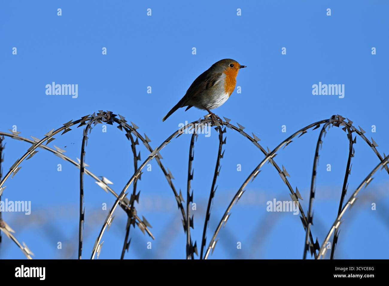 Robin hockte auf Rasierdraht gegen den blauen Himmel im September des Vereinigten Königreichs Stockfoto