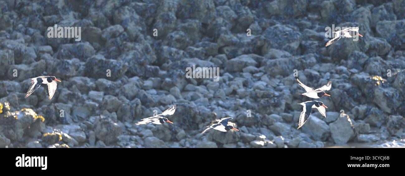 Austernfänger, Haematopus ostralegus UK September Stockfoto