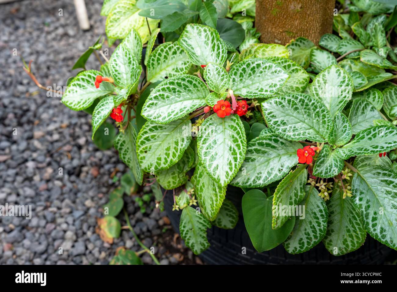 Selige Episcia cupreata Flamme Violett Stockfoto