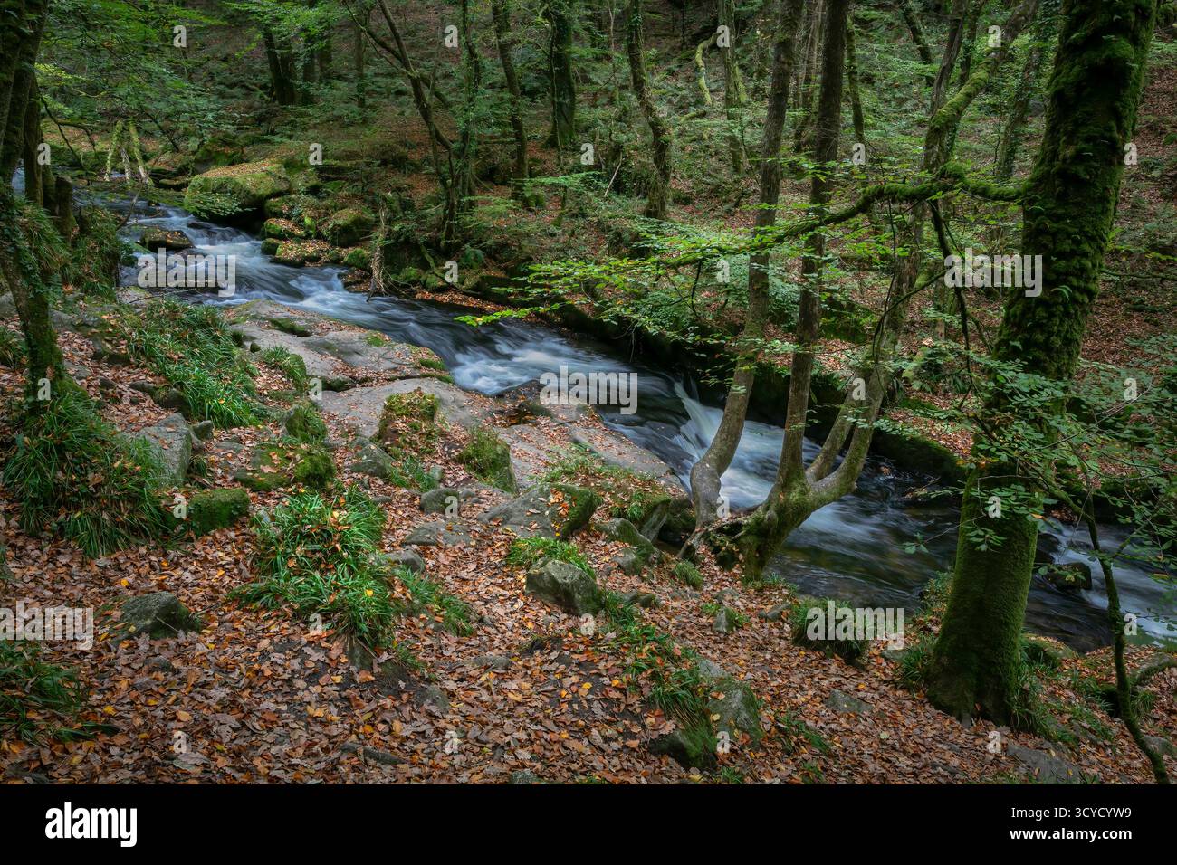 Eingebettet in die kornischen Wälder von Bodmin Moor, sind die Golitha Falls ein Hochland aus Eichen und gemischtem Eschenwald, durch den der Fluss Fowey fließt. Stockfoto