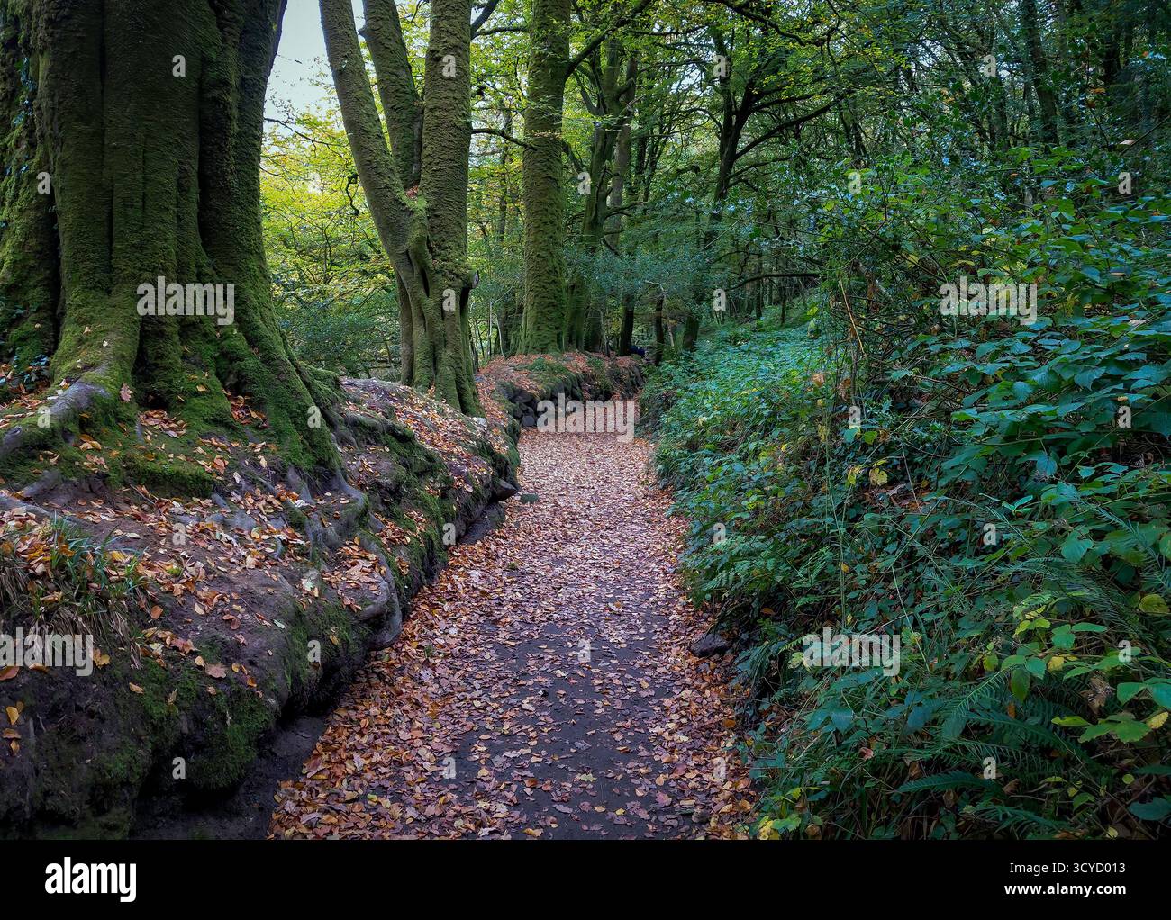 Ein Pfad durch das Golitha Falls National Nature Reserve, ein Hochgebirge-Eichen- und Mischaschenwald mit dem Fluss Fowey. Stockfoto