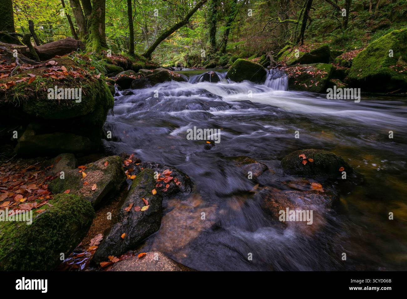 Wasserfälle auf dem Fluss Fowey im Golitha Falls National Nature Reserve, einem Hochgebirge-Eichen- und Mischaschenwald in Cornwall. Stockfoto