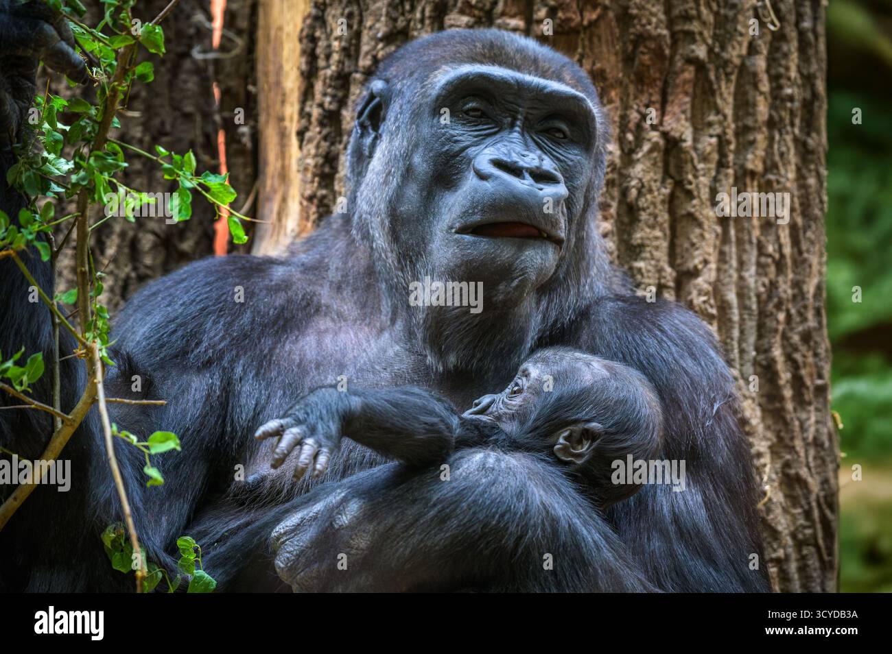 Gorillas, die das Baby im natürlichen Lebensraum halten Stockfoto