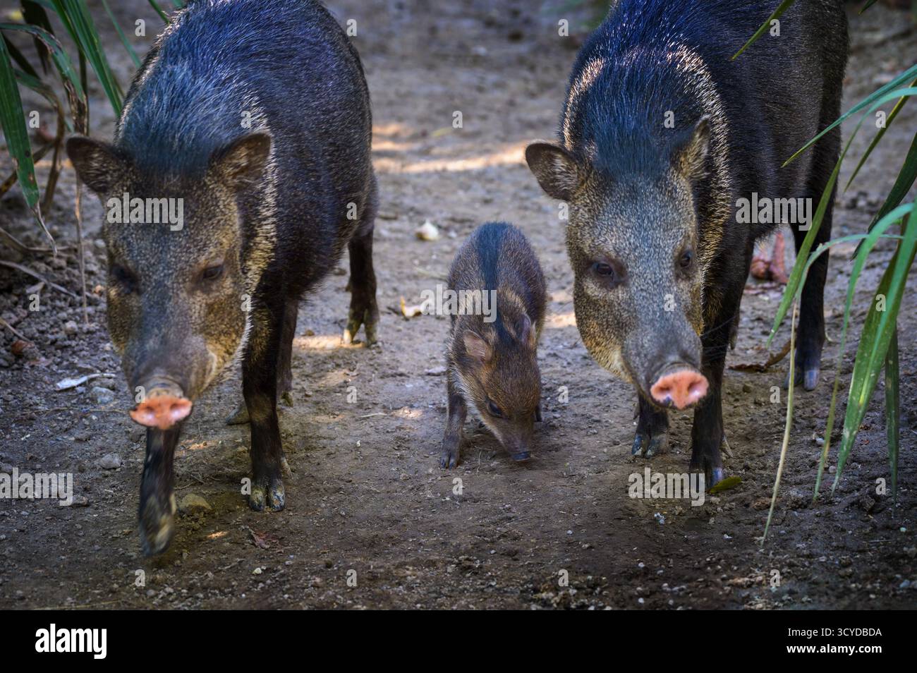 Ein Baby mit Kragen geht zwischen zwei erwachsenen Peckaries in einem Wald Stockfoto