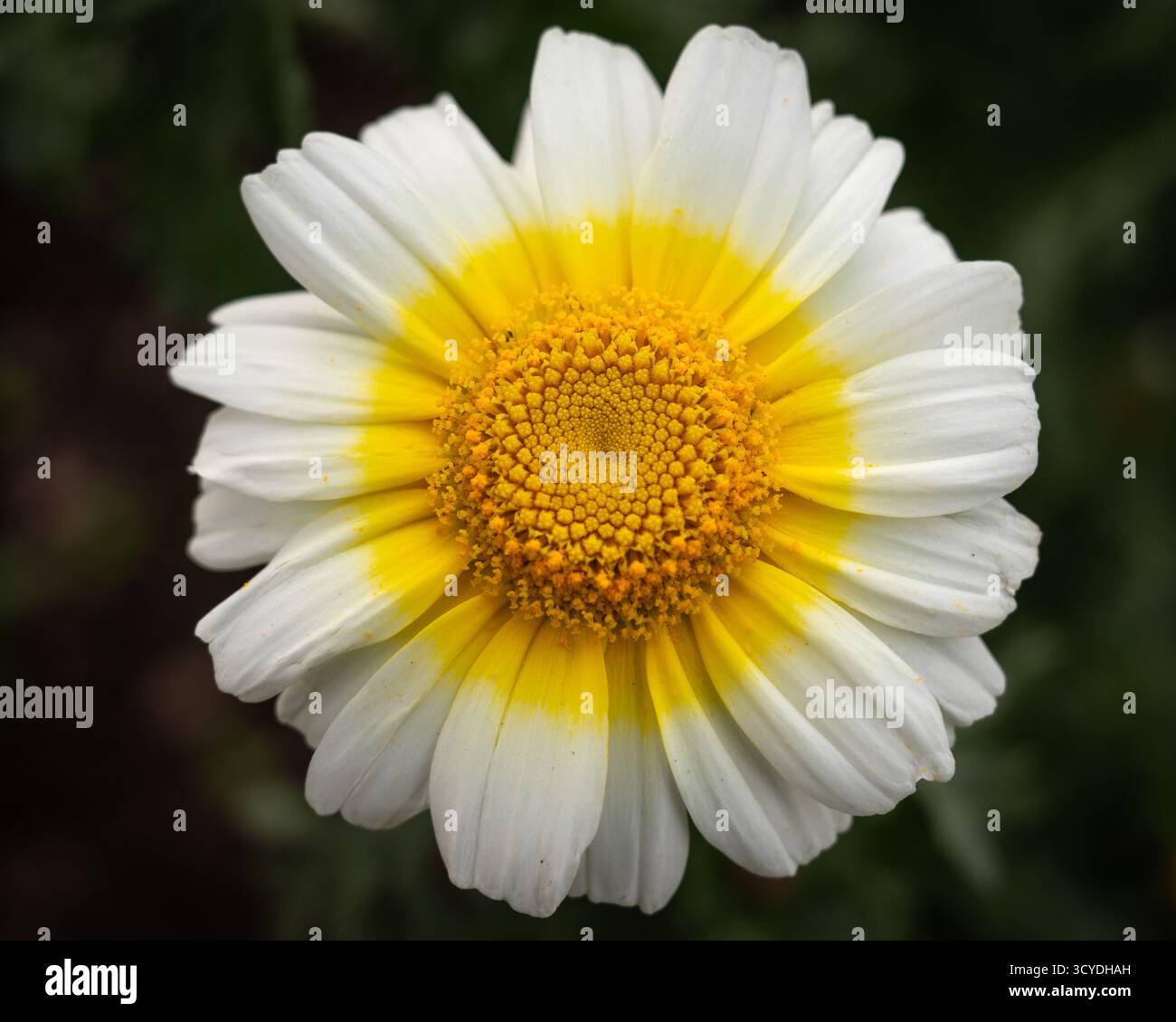 Crown Daisy, Glebionis coronaria Stockfoto