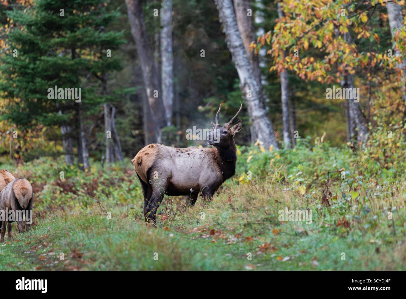 Junger männlicher Wapitihirsch in der Gegend um den Clam Lake im Norden von Wisconsin. Stockfoto