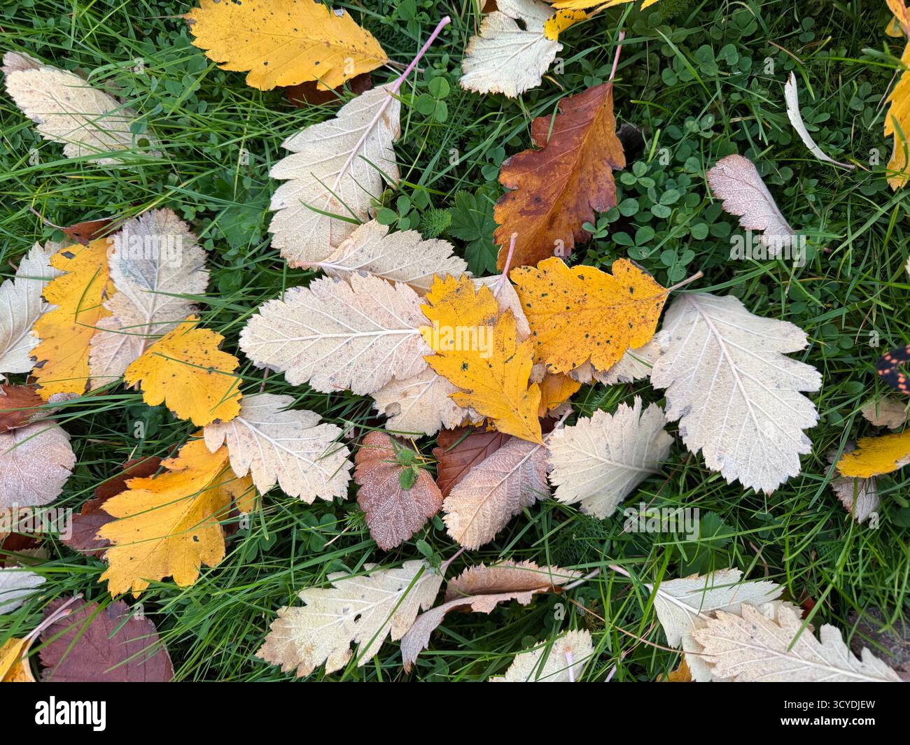 Herbstblätter in Gelb-, Beige- und Brauntönen auf grünem Gras in Schweden verstreut. - Smartphone-aufgenommenes Stockfoto