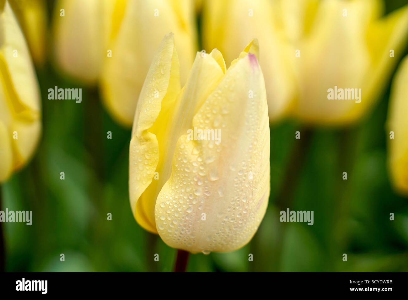 Tulpen gelbe Überraschung in der Blüte, Niederlande Stockfoto