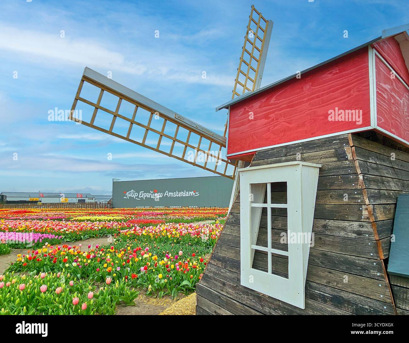 Dekorative Windmühle aus Holz im Tulpenfeld in der Blüte in Amsterdam Experience Visitors Center Stockfoto