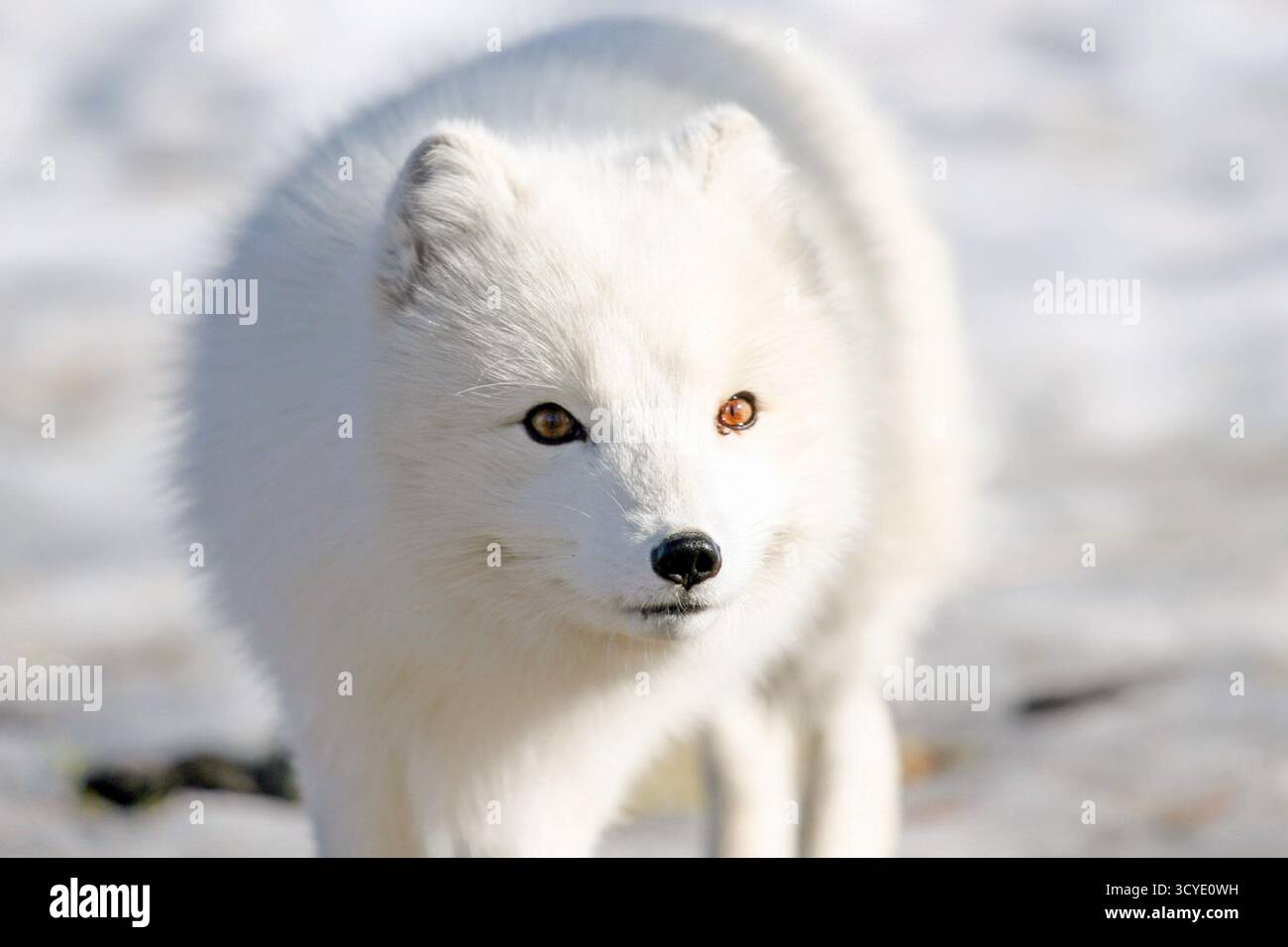 Nahaufnahme eines Polarfuchses (Vulpes lagopus) in seinem dicken weißen Winterfell, der bei hellem Tageslicht auf einer verschneiten Landschaft steht und seine auffälligen bunten Augen und sein dichtes Fell zeigt, das für kalte arktische Umgebungen geeignet ist. Stockfoto