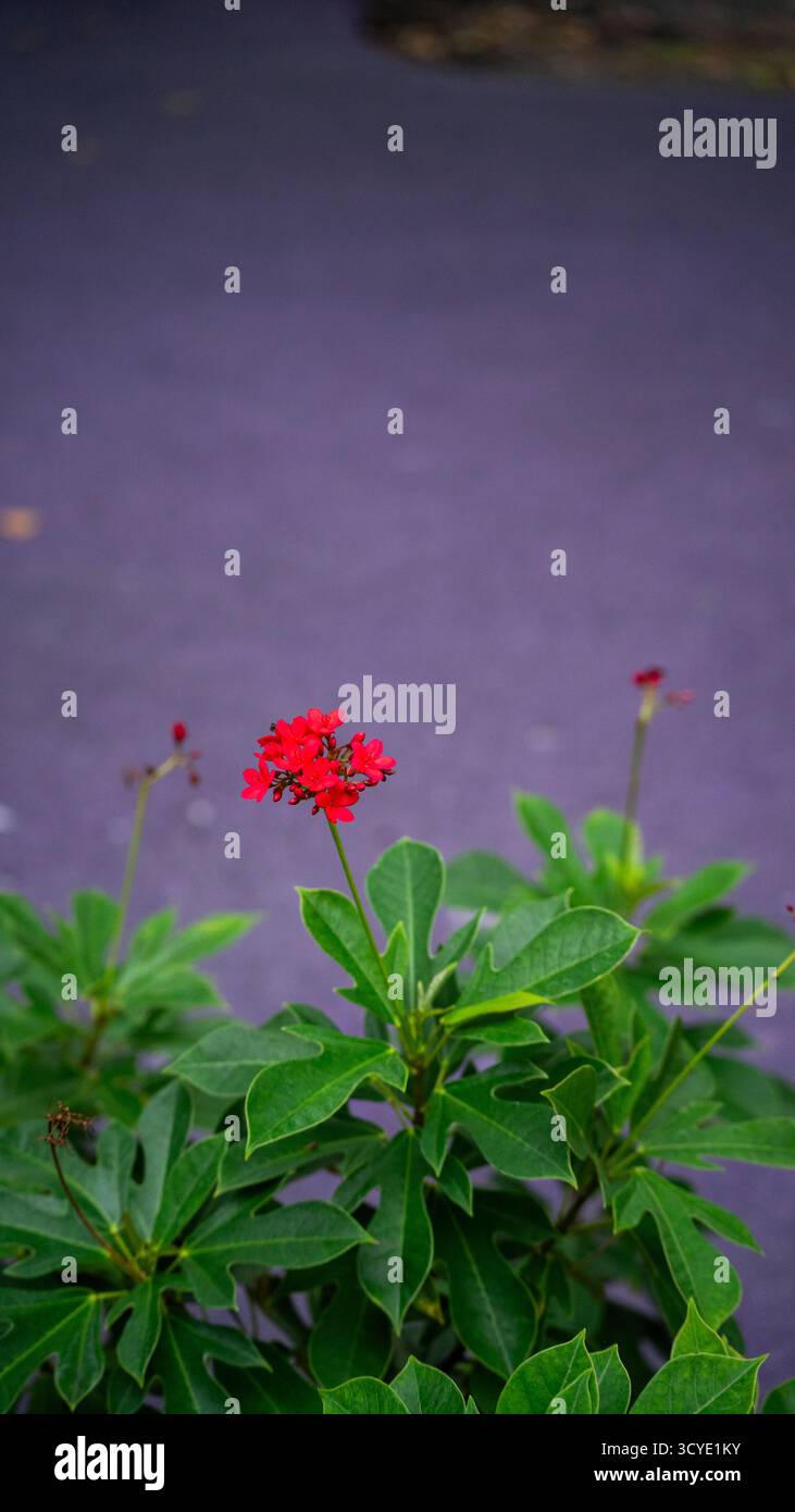 Rote Blume auf violettem Hintergrund Stockfoto