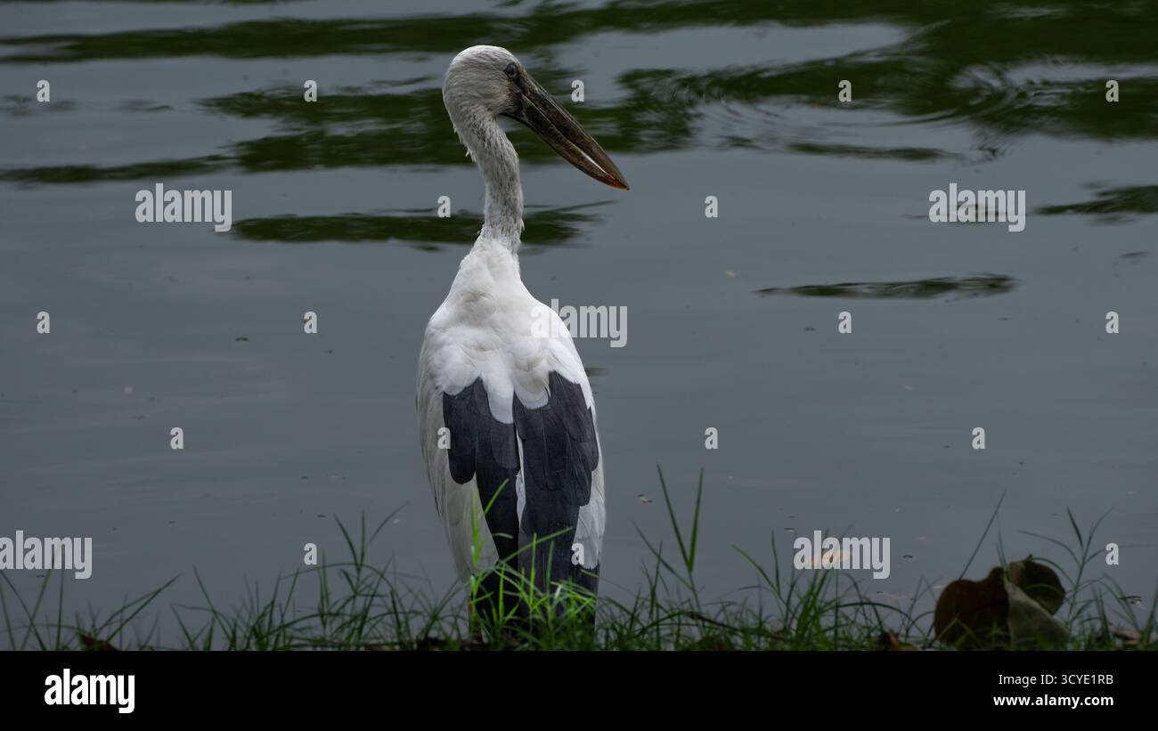 Waten von Weißstorch Stockfoto