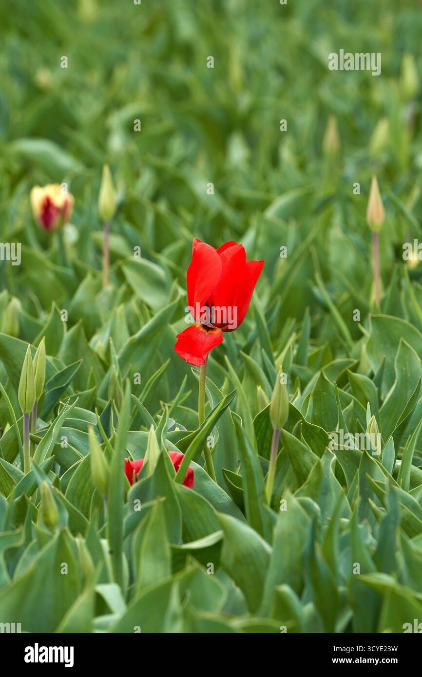 Nachdem alle anderen weg sind... Einsame Tulpe auf dem leeren Feld Stockfoto