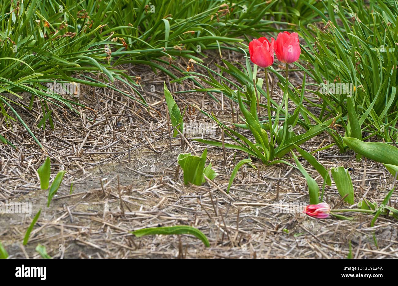 Nachdem alle anderen weg sind... Einsame Tulpen auf dem leeren Feld Stockfoto
