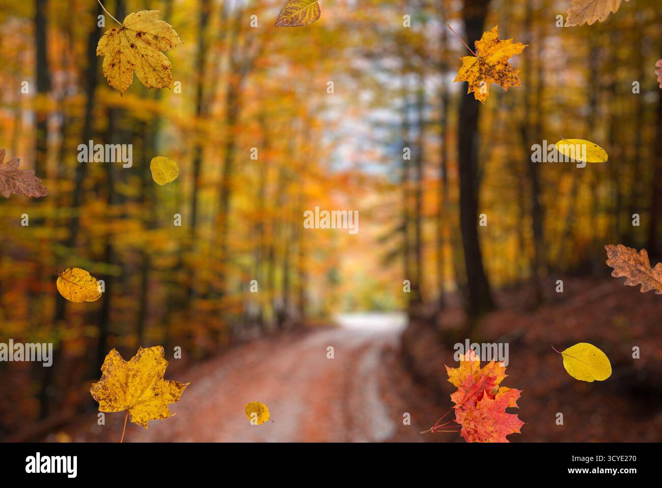 Farbenfrohe Blätter, die entlang des Waldweges fallen, bilden einen warmen und dynamischen Hintergrund für Design und Reisen Stockfoto