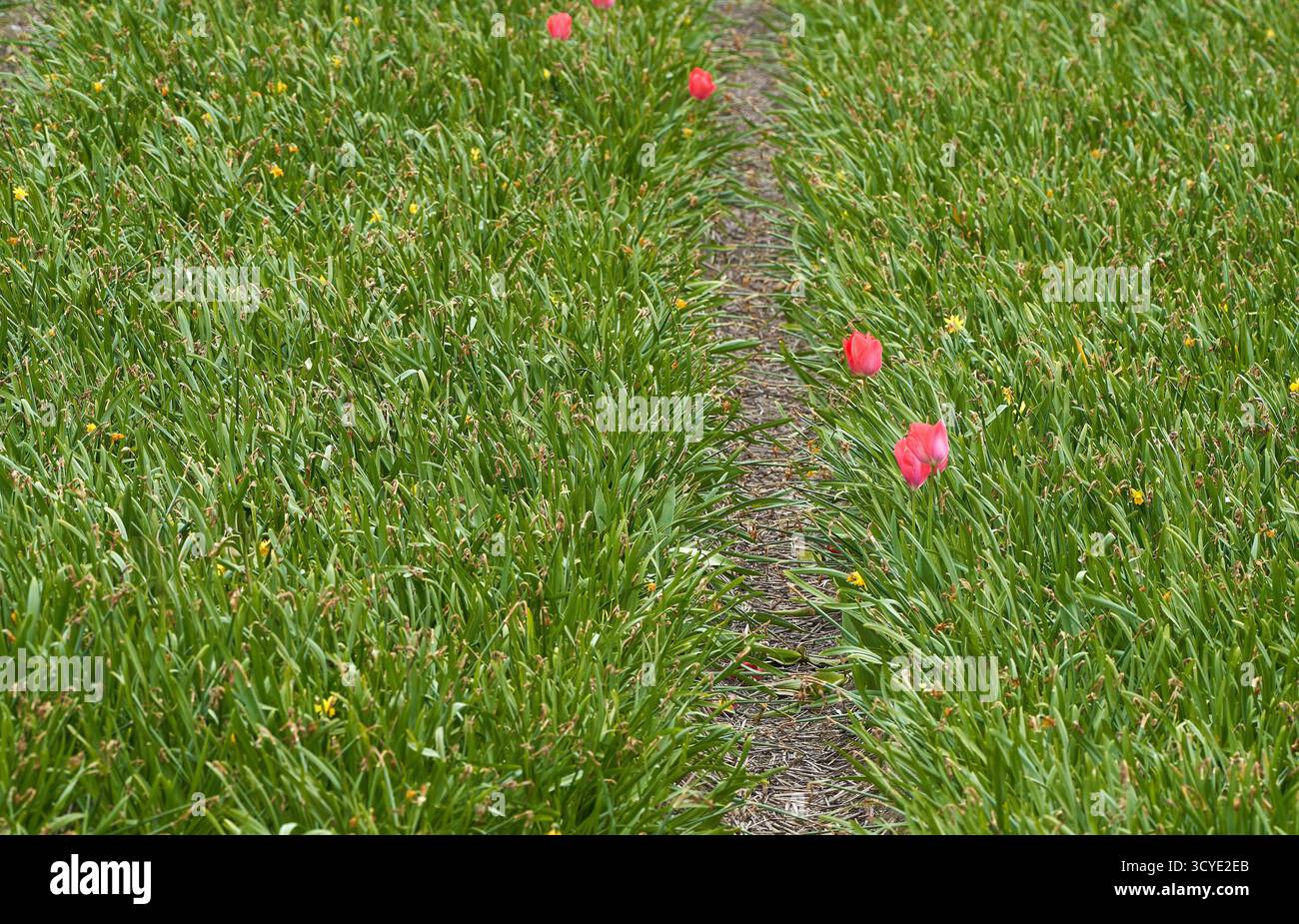 Nachdem alle anderen weg sind... Einsame Tulpen auf dem leeren Feld Stockfoto