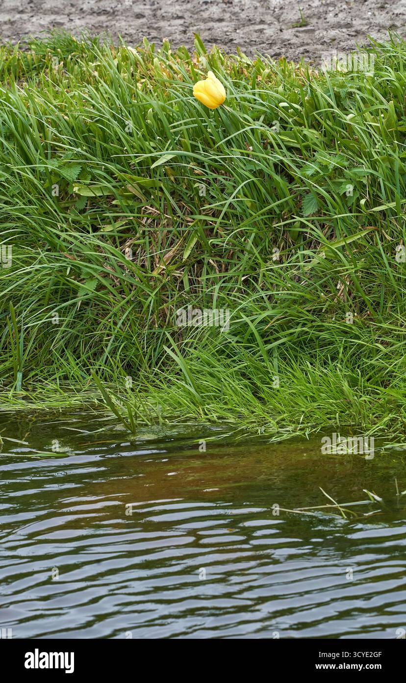 Nachdem alle anderen weg sind... Einsame gelbe Tulpe auf dem leeren Feld Stockfoto