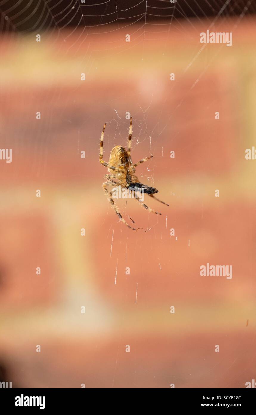 Weibliche europäische Gartenspinne (Araneus diadematus) vor einem Haus, die im Netz gefangene Beute einhüllt Stockfoto