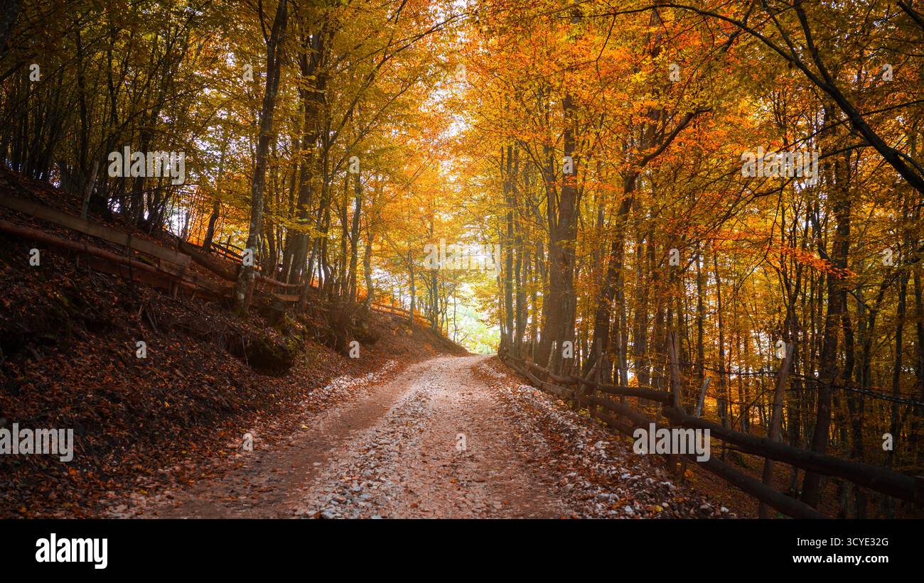 Friedlicher Waldweg umgeben von Herbstlaub und Holzzaun, sanftes goldenes Licht schafft warme und gemütliche saisonale Atmosphäre Stockfoto