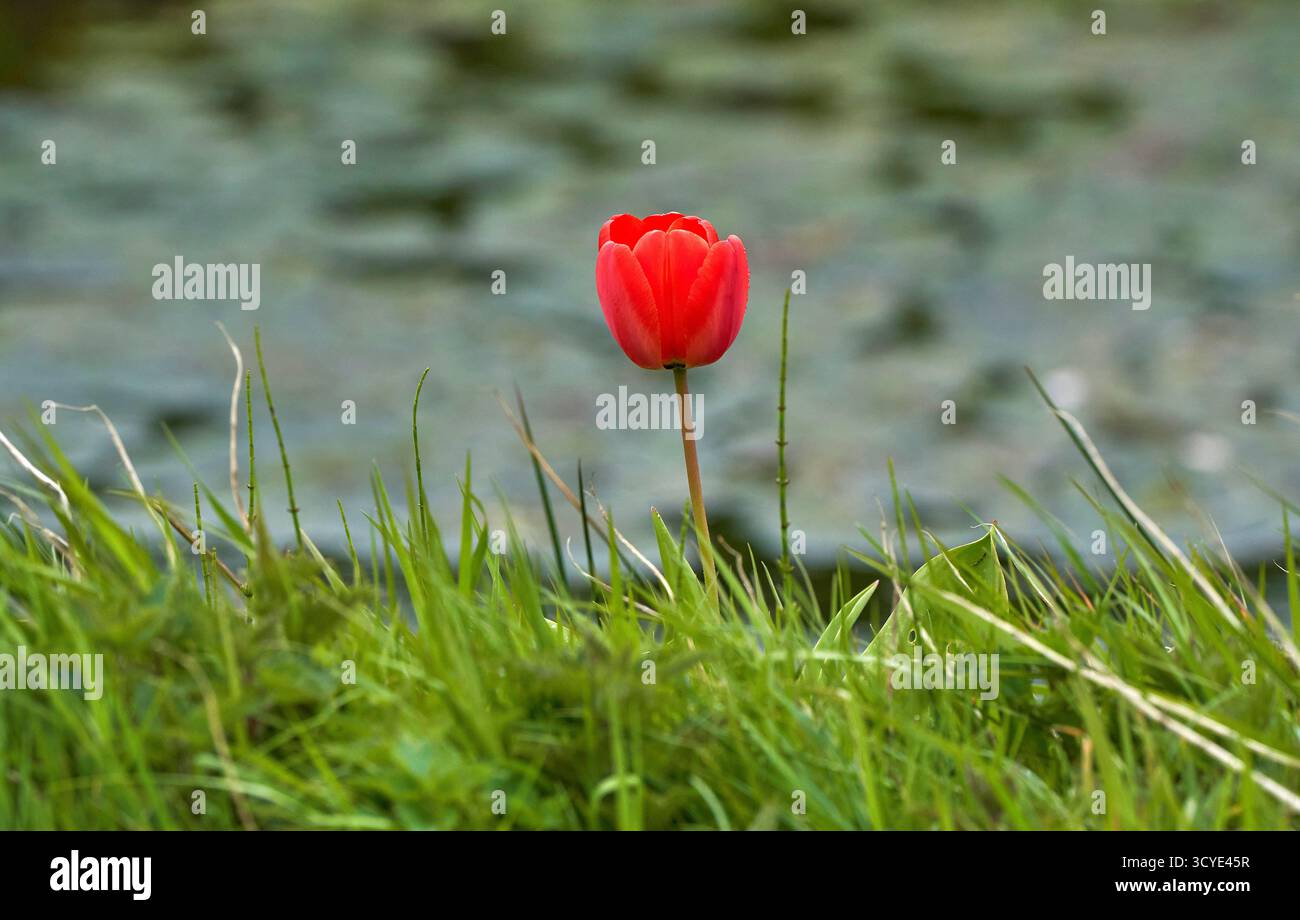 Nachdem alle anderen weg sind... Einsame Tulpe auf dem leeren Feld Stockfoto