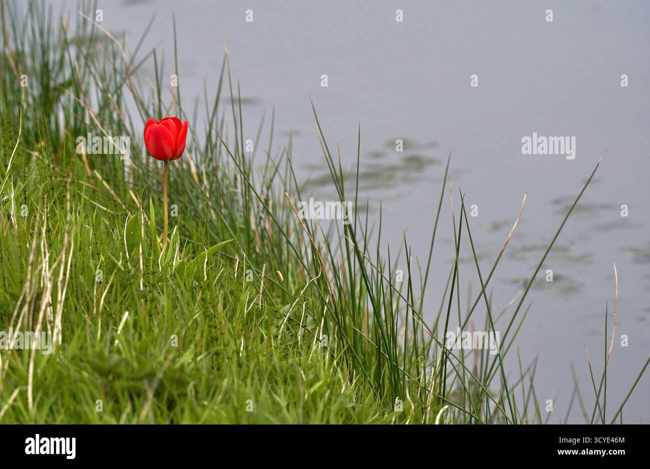 Nachdem alle anderen weg sind... Einsame Tulpe auf dem leeren Feld Stockfoto